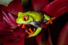 Red-eyed tree frog. Art Print